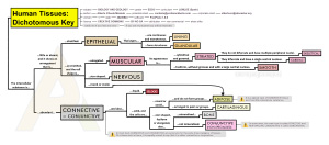 Human Tissues: Dichotomous Key