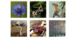 Biodiversidad Virtual