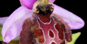 Orquídeas Ibéricas