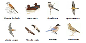 Identificador de Aves de SEO/Birdlife