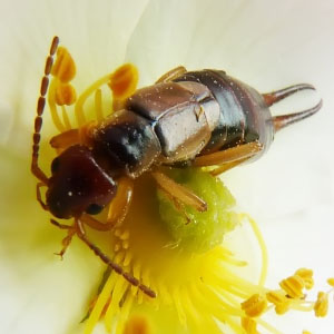 Clase Insecta