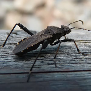 Alydus calcaratus