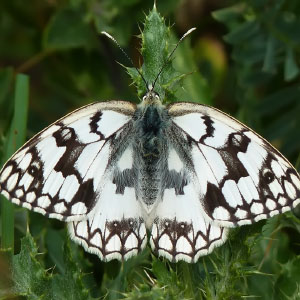 Melanargia russiae