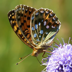 Mesoacidalia aglaja