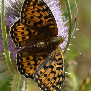 Orden Lepidoptera
