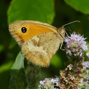 Pyronia cecilia