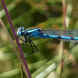 Orden Odonata