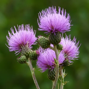 Cirsium arvense