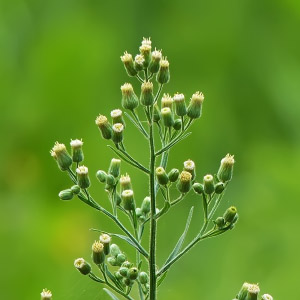 Conyza bonariensis