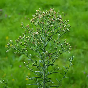 Conyza canadensis