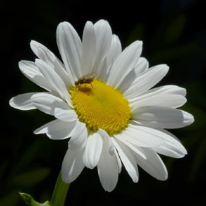 Leucanthemum vulgare
