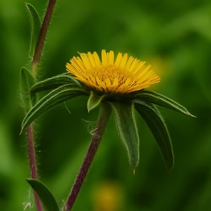 Pallenis spinosa