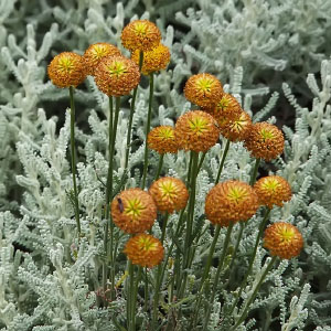 Santolina chamaecyparissus
