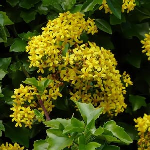 Senecio angulatus