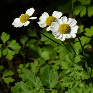 Tanacetum parthenium