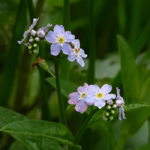Myosotis caespitosa