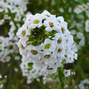 Lobularia maritima