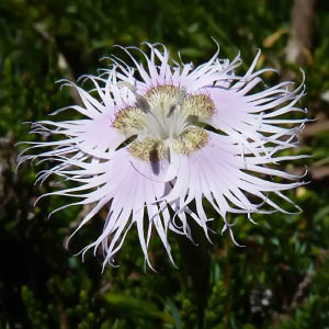 Dianthus hyssopifolius