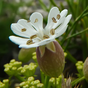 Silene uniflora