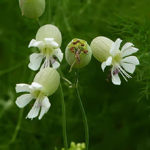 Silene vulgaris