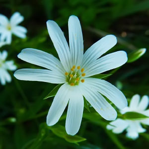 Stellaria holostea