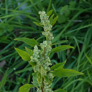 Chenopodium album