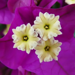 Bougainvillea glabra