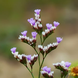 Limonium binervosum