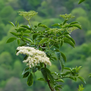 Sambucus nigra