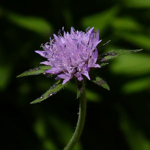 Knautia arvensis