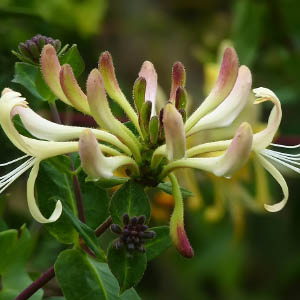 Lonicera periclymenum