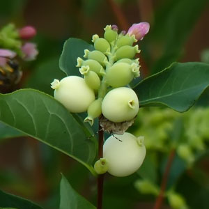 Symphoricarpos albus