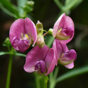 Lathyrus latifolius