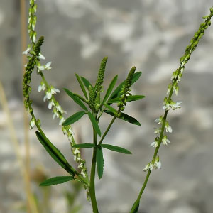 Melilotus albus