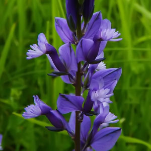 Polygala vulgaris