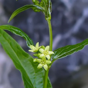 Clado Eudicots
