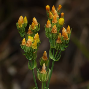 Blackstonia perfoliata