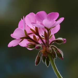Pelargonium-x-hortorum