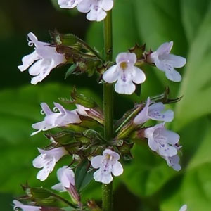 Clinopodium nepeta subsp. nepeta