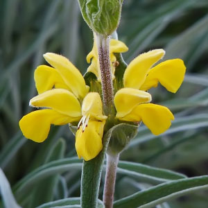 Phlomis lychnitis