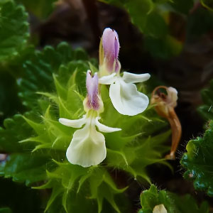 Teucrium pyrenaicum