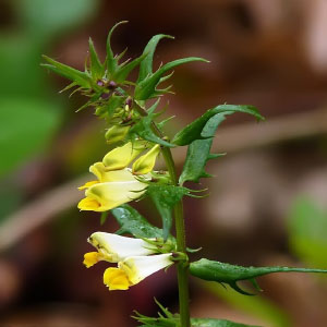 Melampyrum pratense