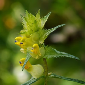 Rhinanthus-angustifolius