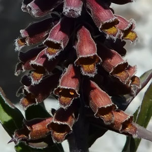 Digitalis parviflora