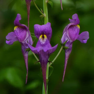 Linaria triornithophora
