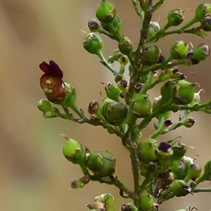 Scrophularia auriculata