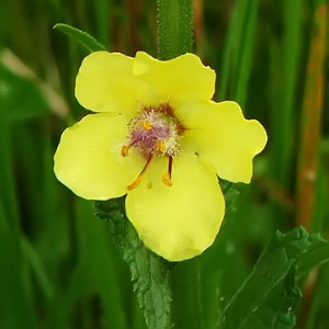 Clado Angiospermae