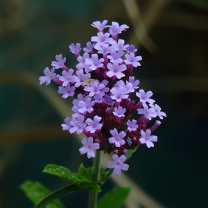 Verbena bonariensis