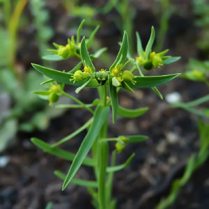 Euphorbia exigua