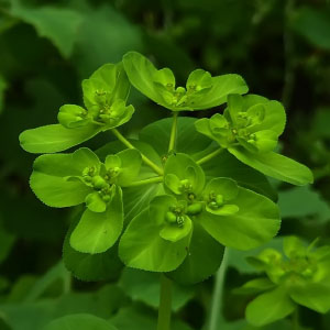 Euphorbia helioscopia